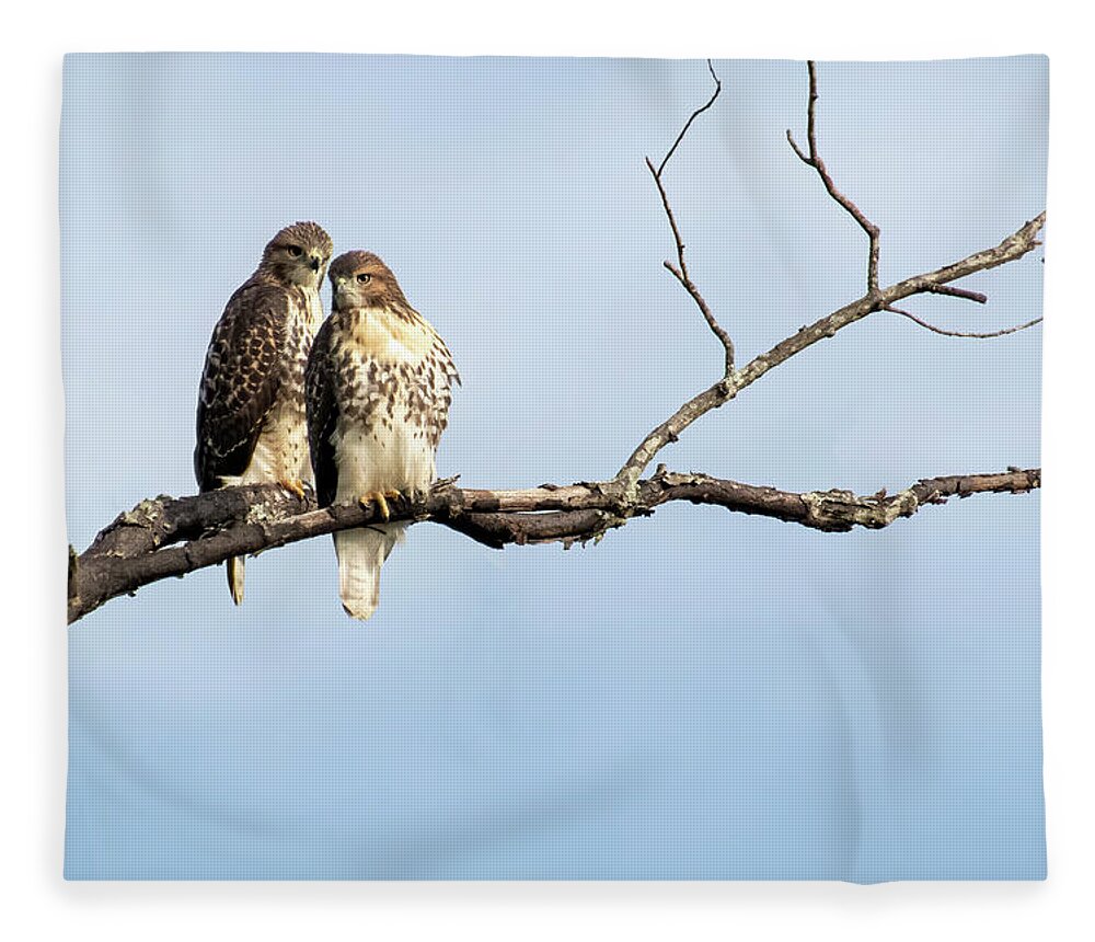 Hawks Fleece Blanket featuring the photograph Love is in the Air #1 by Mary Buck