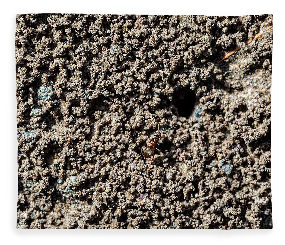Animals Fleece Blanket featuring the photograph Macro Photography - Ant #1 by Amelia Pearn