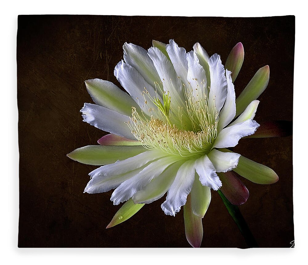 Night Blooming Cereus Fleece Blanket featuring the photograph Night Blooming Cereus #1 by Endre Balogh