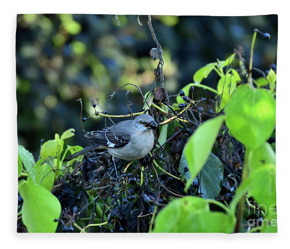 Mimus Polyglottos Fleece Blanket featuring the photograph Northern Mockingbird #1 by Amazing Action Photo Video
