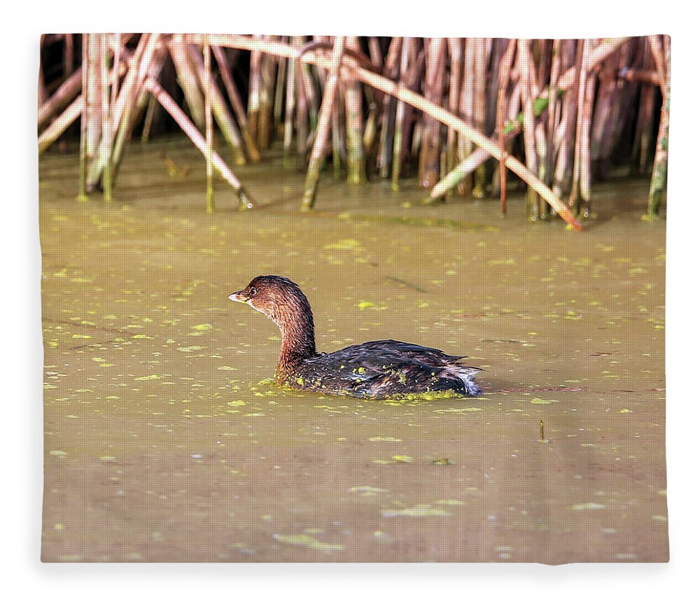 Grebe Fleece Blanket featuring the photograph Pied-billed Grebe in Winter #1 by Robert Harris