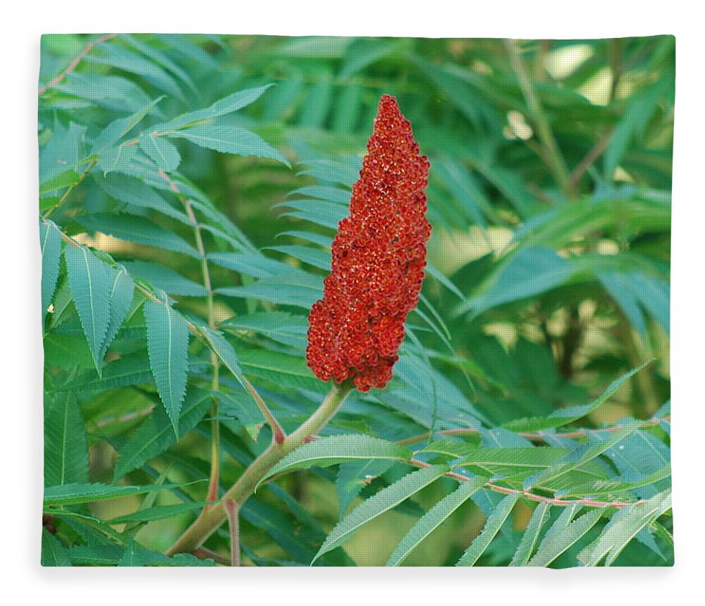 Staghorn Sumac Fleece Blanket featuring the photograph Staghorn Sumac by Ee Photography