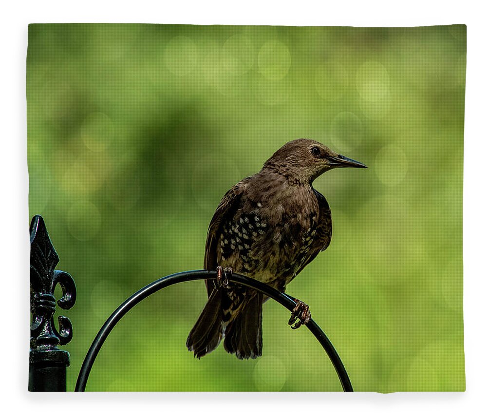 Bird.european Starling Fleece Blanket featuring the photograph Pretty Bird by Cathy Kovarik