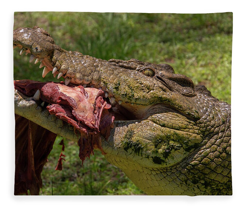 Saltwater Fleece Blanket featuring the photograph Saltwater Crocodile Eating by Carolyn Hutchins