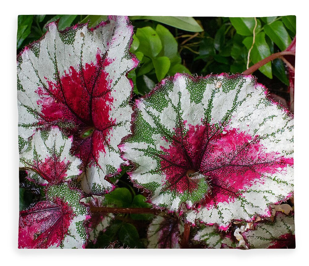 Flower Fleece Blanket featuring the photograph Selby Gardens Image by Richard Goldman
