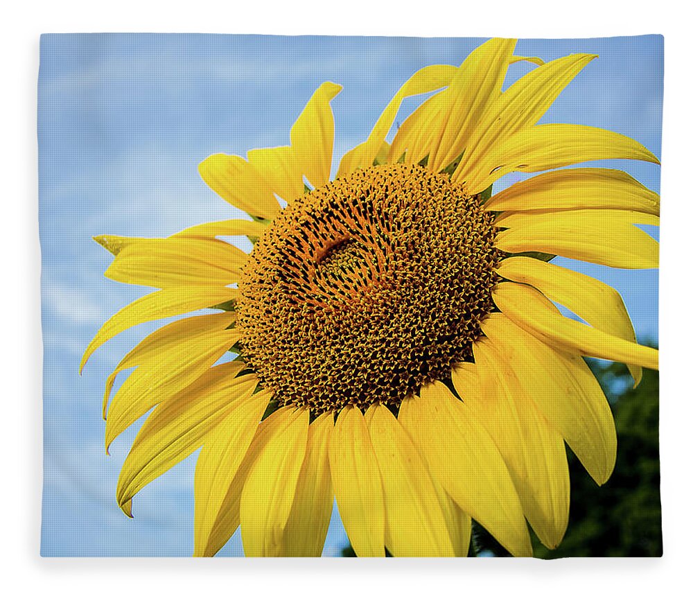 Sunflower Fleece Blanket featuring the photograph Sunflower against blue sky #1 by Robert Miller