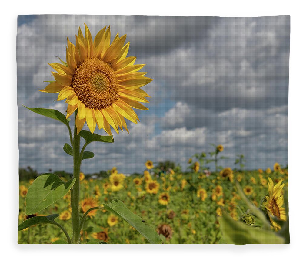 Sunflower Fleece Blanket featuring the photograph Sunflower in Field by Carolyn Hutchins