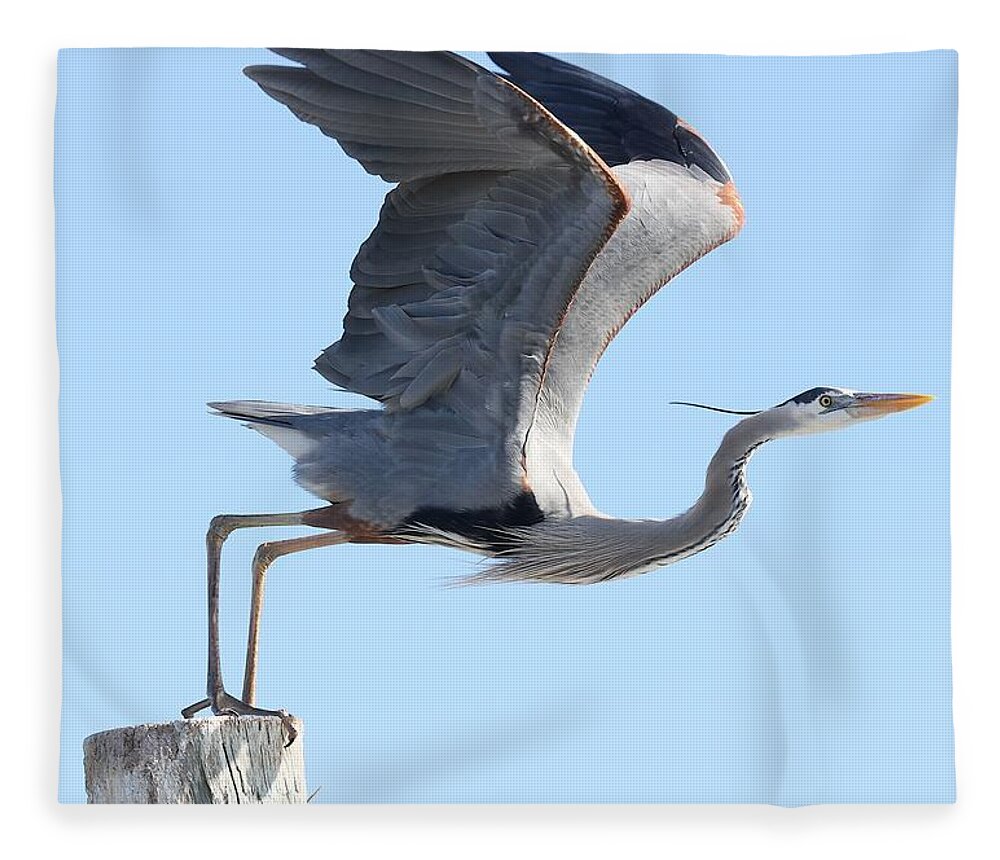 Great Blue Heron Fleece Blanket featuring the photograph Taking Off by Mingming Jiang