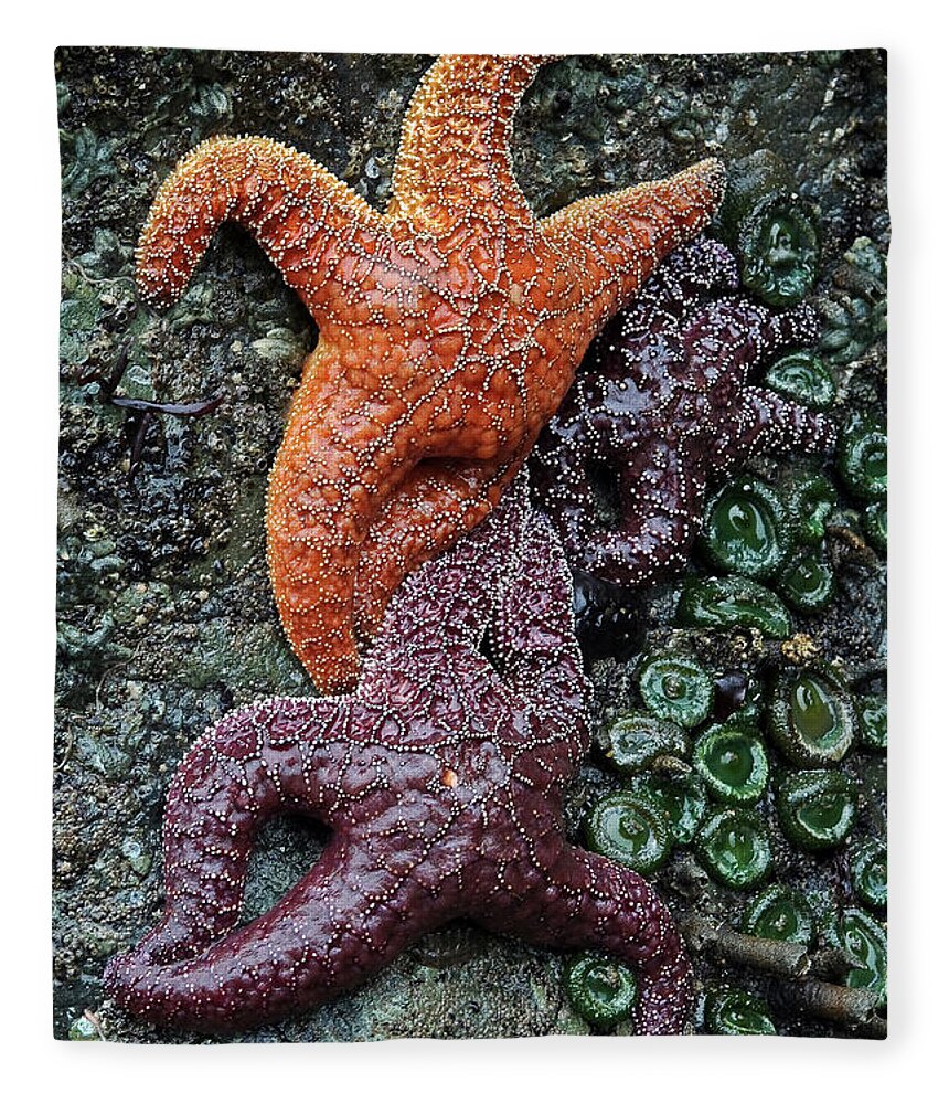 Olympic National Park Fleece Blanket featuring the photograph Tide Pool #1 by Paul Schultz