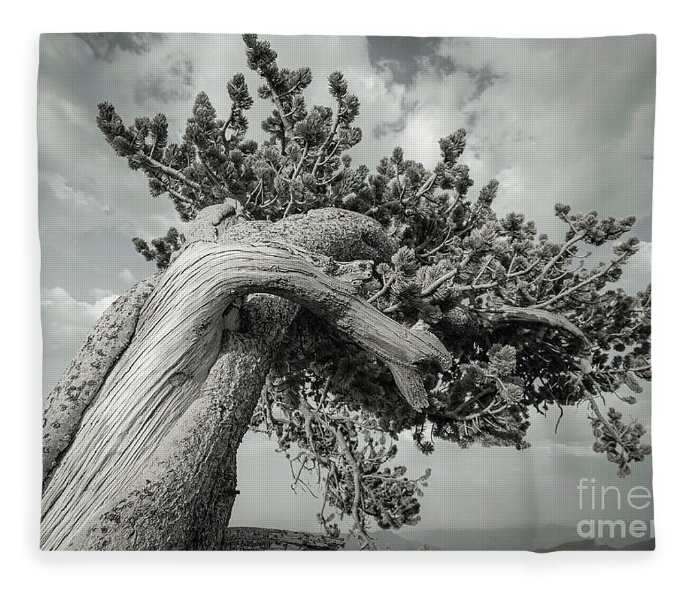 Ancient Sentinels Fleece Blanket featuring the photograph Twisted by Maresa Pryor-Luzier