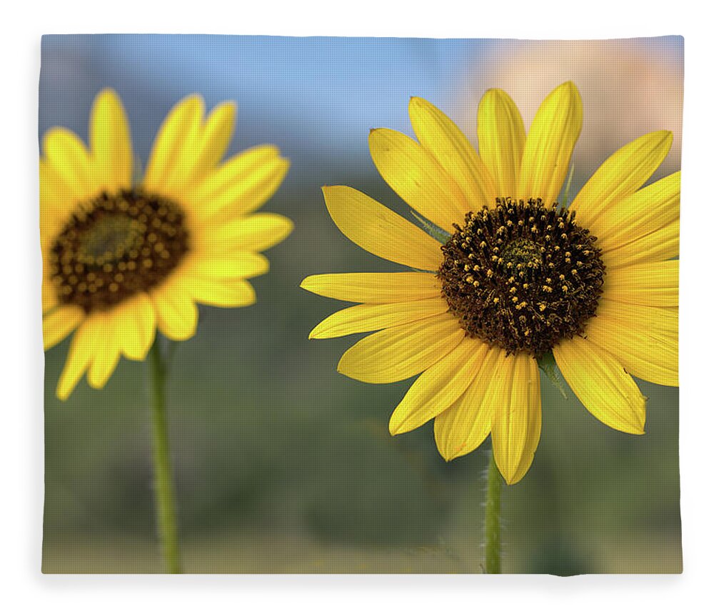 Sunflower Fleece Blanket featuring the photograph Two Sunflowers #1 by Bob Falcone