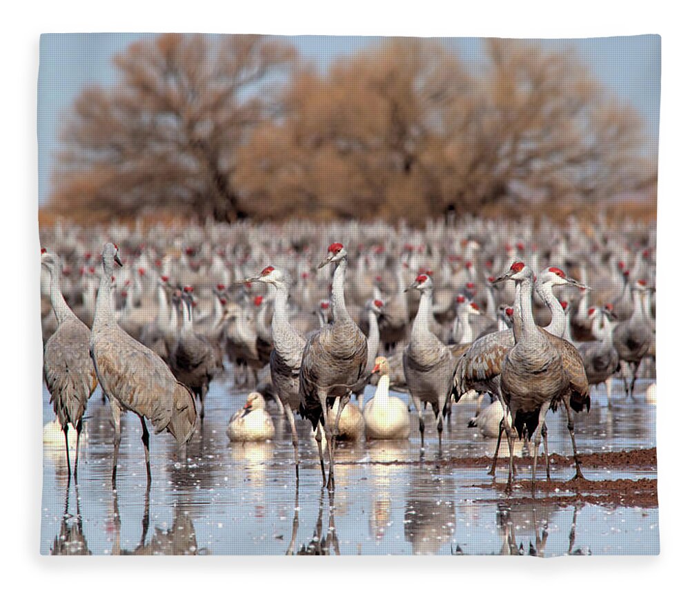 Wildlife Fleece Blanket featuring the photograph Whitewater Draw 2418 by Robert Harris