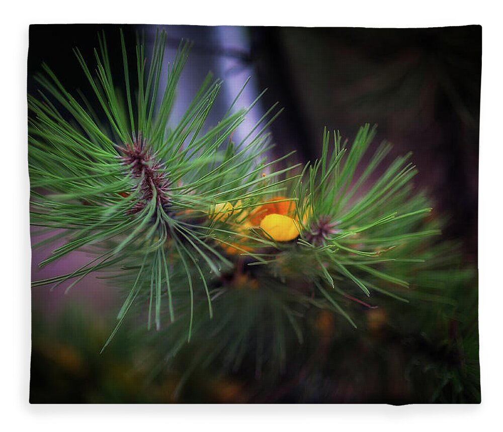 Fall Fleece Blanket featuring the photograph Fall colors, Colorado #2 by Doug Wittrock