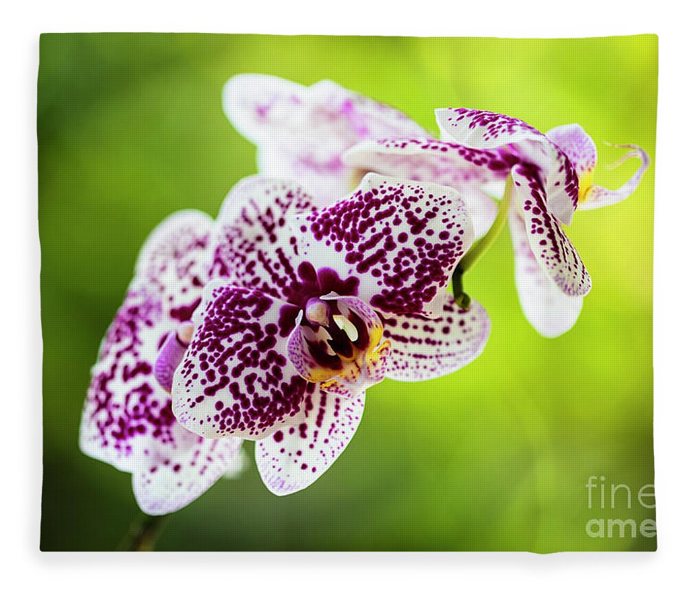 Background Fleece Blanket featuring the photograph Spotted Orchid Flowers #15 by Raul Rodriguez