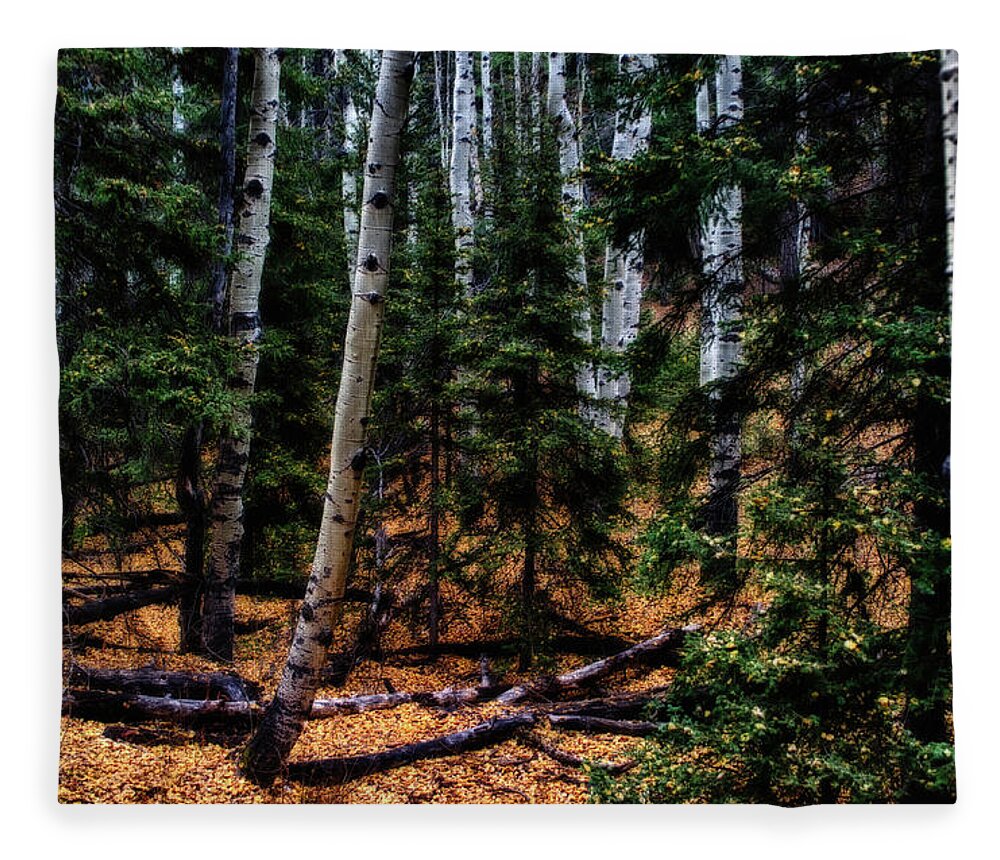 Co Fleece Blanket featuring the photograph Aspen grove, with a golden floor by Doug Wittrock