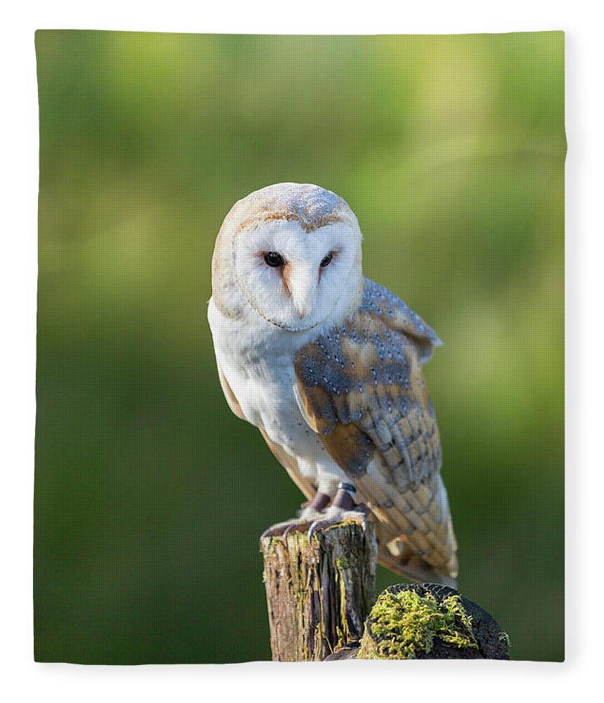 Barn Owl Fleece Blanket featuring the photograph Barn Owl by Anita Nicholson