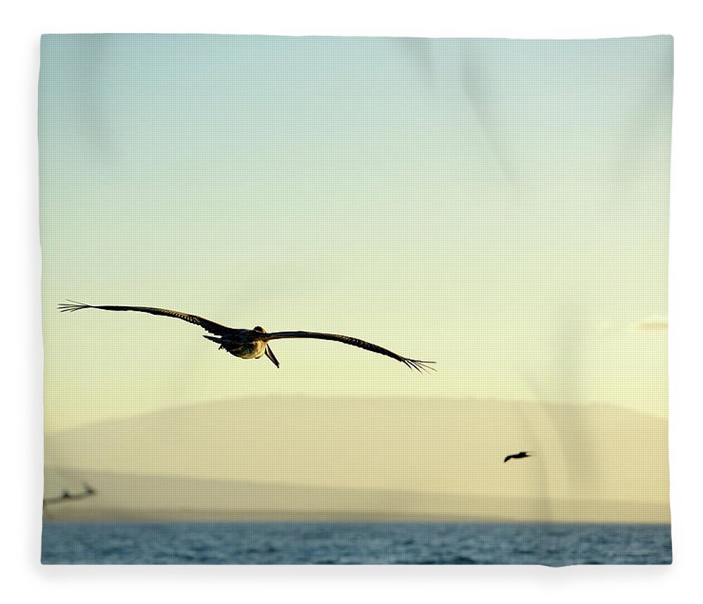 Republic Of Ecuador Fleece Blanket featuring the photograph Brown Pelican, Pelecanus occidentalis, Elizabeth Bay, Isabela Island, Galapagos Islands, Ecuador #2 by Kevin Oke