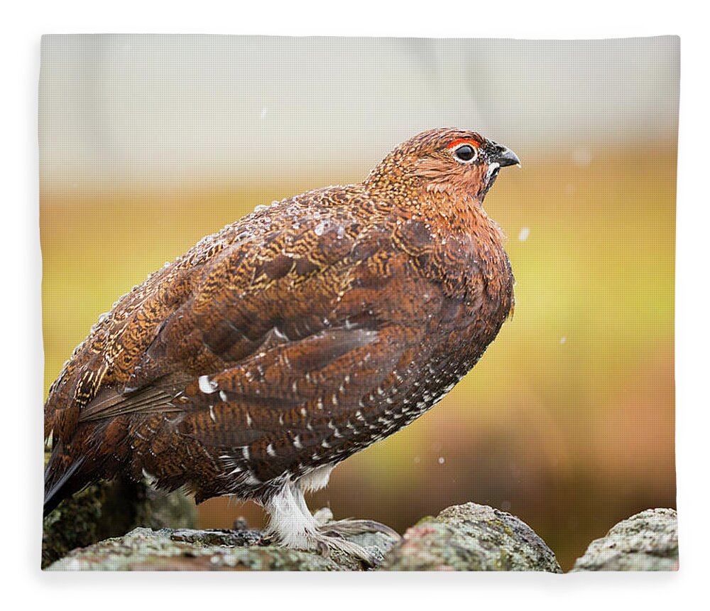 Animal Fleece Blanket featuring the photograph Red Grouse on a dry stone wall in the rain #2 by Anita Nicholson