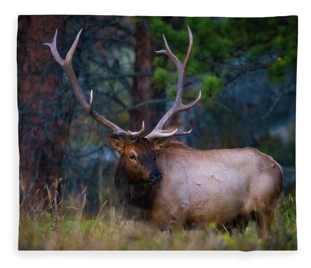 Elk Fleece Blanket featuring the photograph Rocky Mountain Elk #2 by Darren White