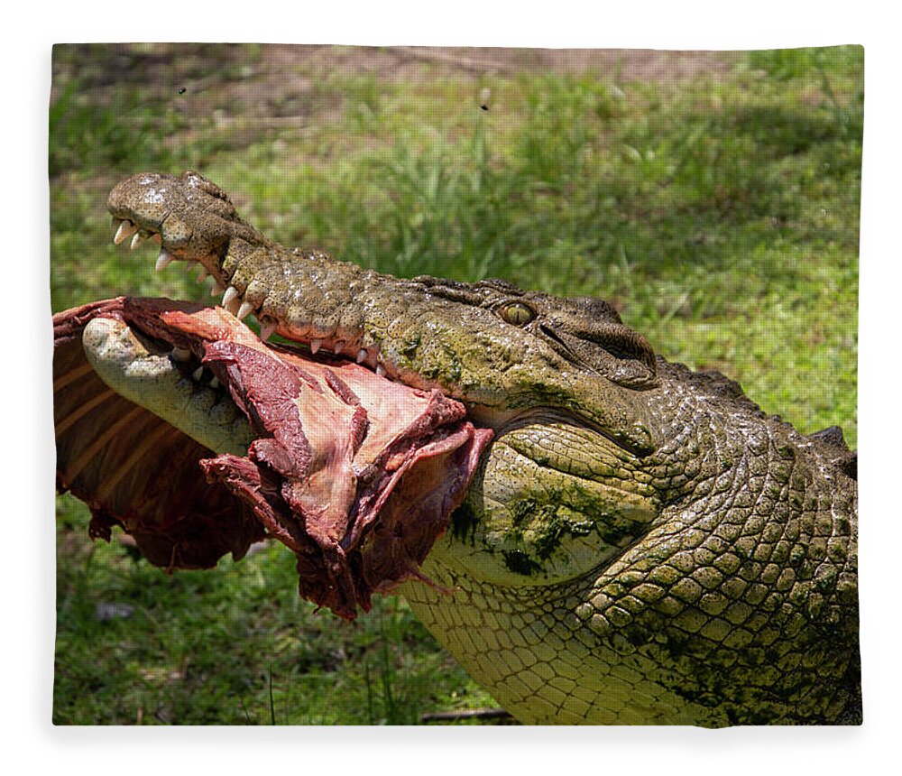 Saltwater Fleece Blanket featuring the photograph Saltwater Crocodile Eating #2 by Carolyn Hutchins