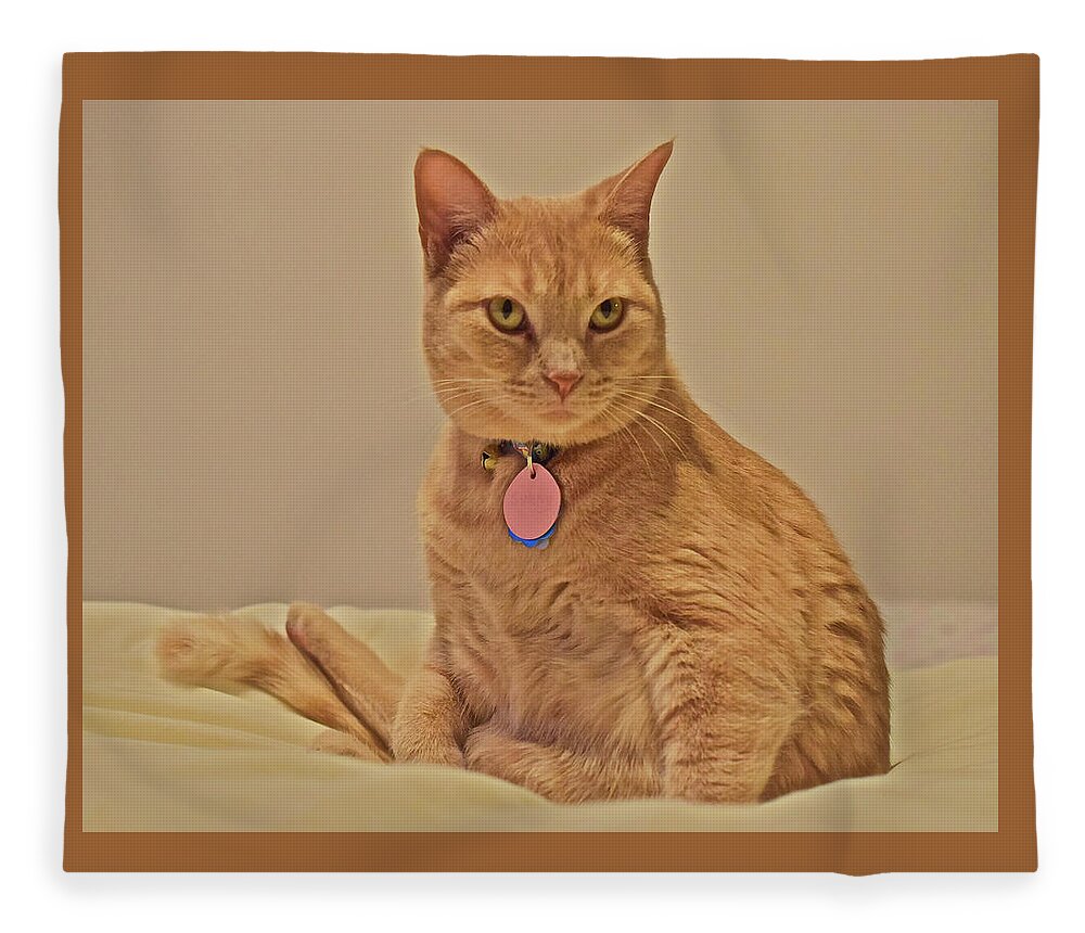 Feline Fleece Blanket featuring the photograph 2019 Sunny Cat End of the Year Portrait by Janis Senungetuk