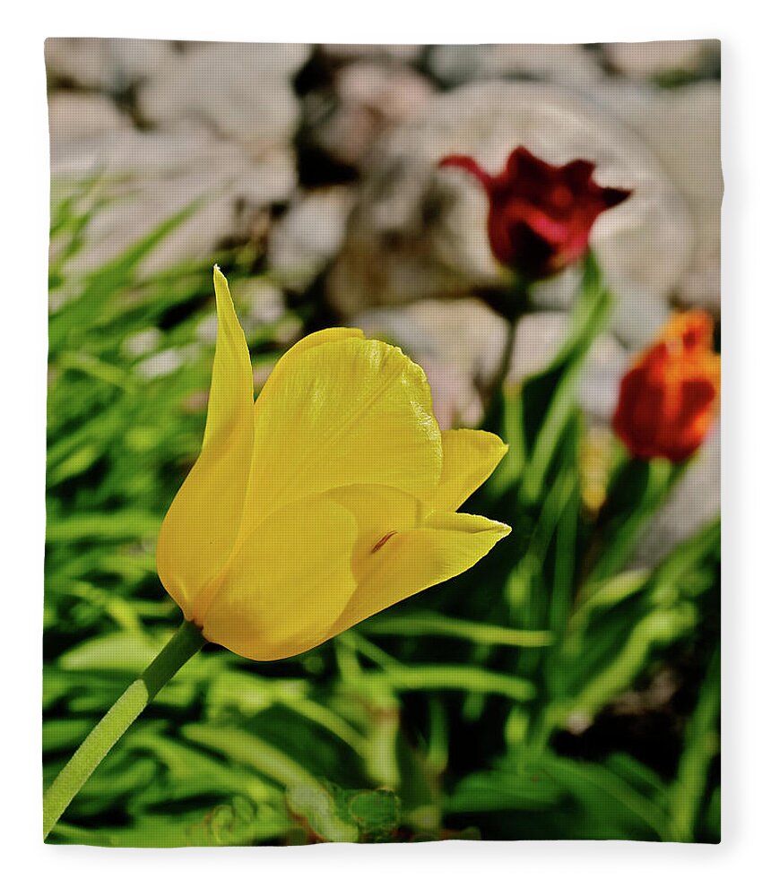 Tulips Fleece Blanket featuring the photograph 2020 Acewood Tulips By the Water 1 by Janis Senungetuk