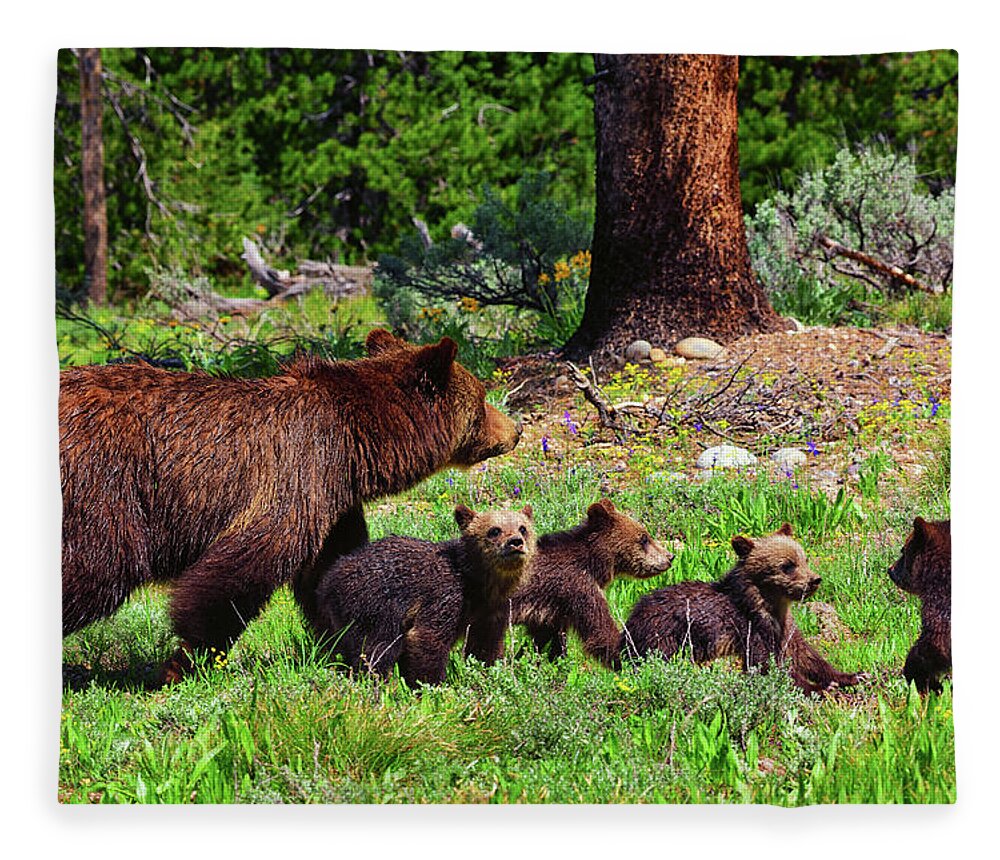 Grizzly 399 Fleece Blanket featuring the photograph 2020 Grizzly Clan by Greg Norrell