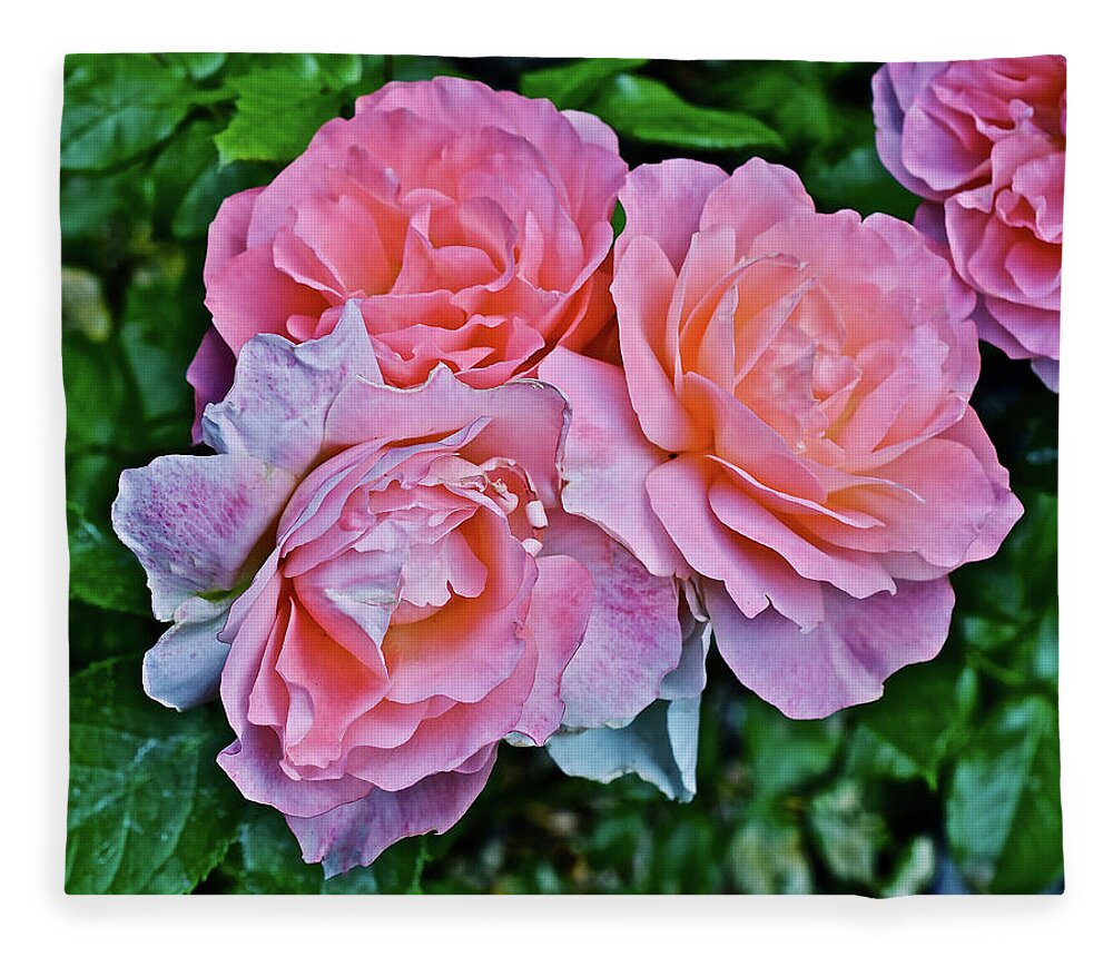 Roses Fleece Blanket featuring the photograph 2020 Mid June Garden Coral Roses 1 by Janis Senungetuk