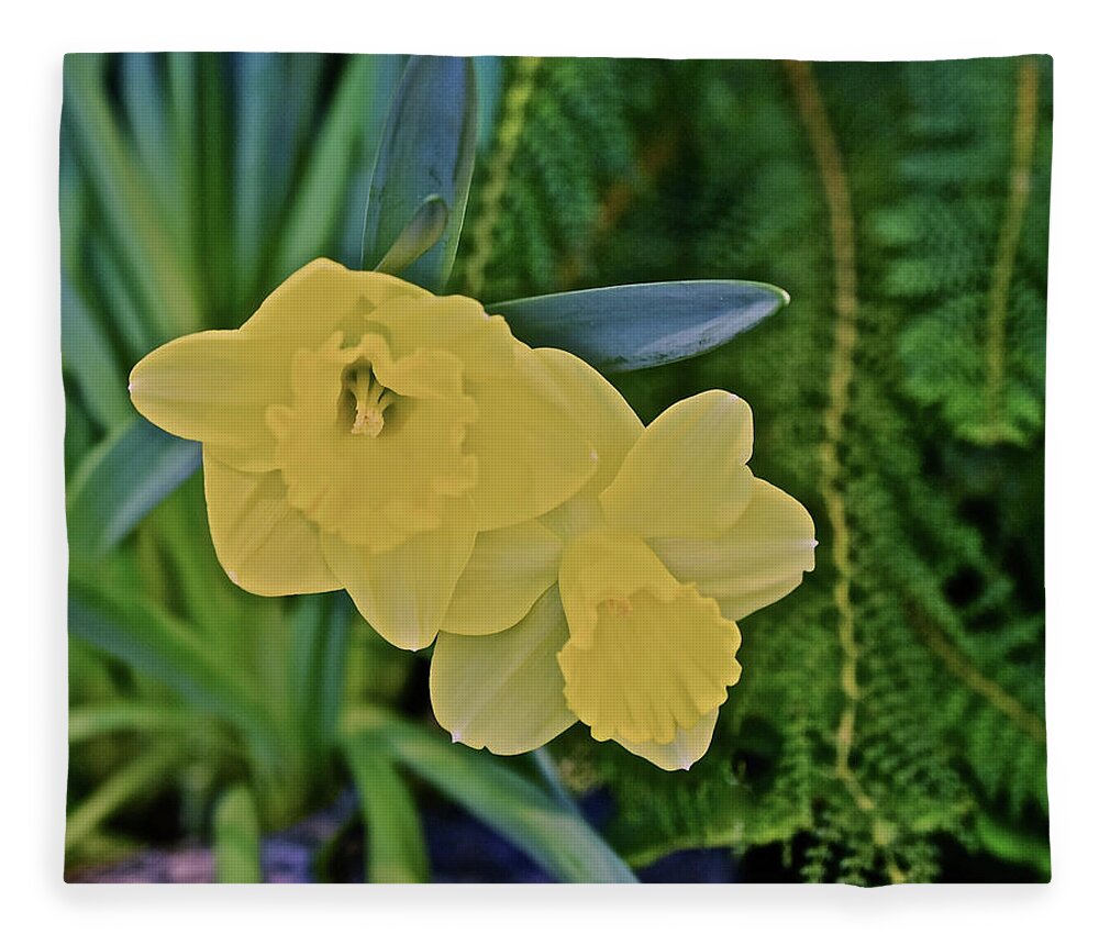 Daffodils Fleece Blanket featuring the photograph 2020 Spring Daffodils 2 by Janis Senungetuk