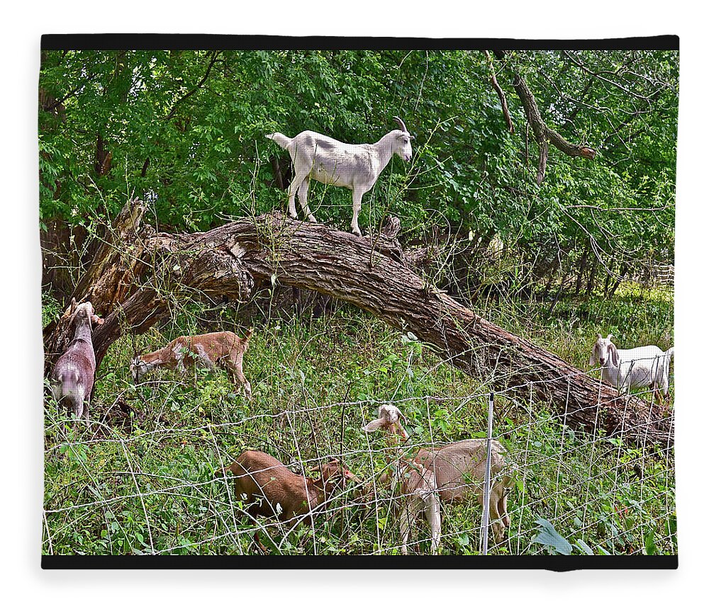 Goat Fleece Blanket featuring the photograph 2021 Backyard Goats 4 by Janis Senungetuk