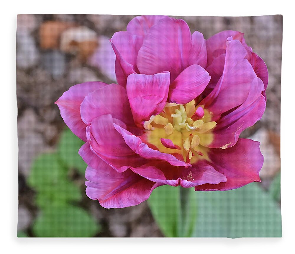 Tulip Fleece Blanket featuring the photograph 2021 Late April Tulip 1 by Janis Senungetuk