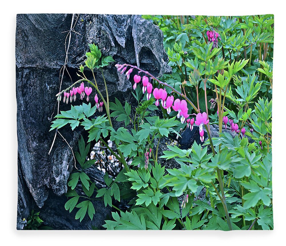 Spring Flowers Fleece Blanket featuring the photograph 2021Late April Bleeding Hearts 1 by Janis Senungetuk