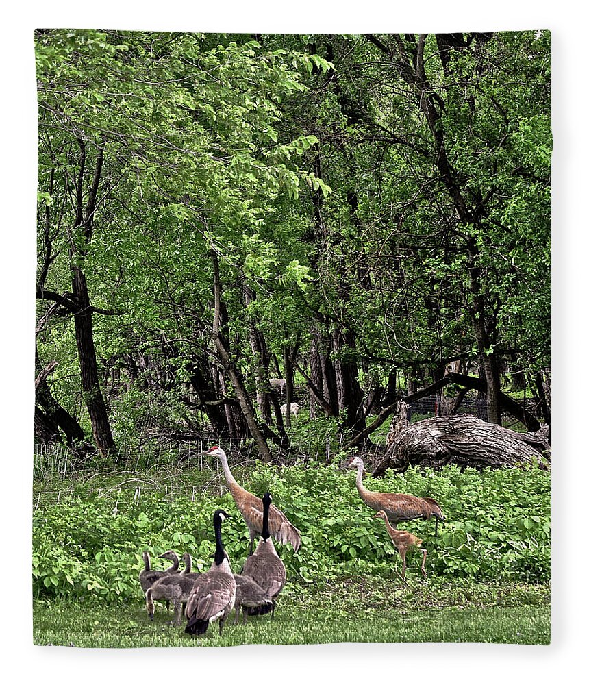 Sandhill Cranes Fleece Blanket featuring the photograph 2022 Busy Afternoon at the Basin by Janis Senungetuk
