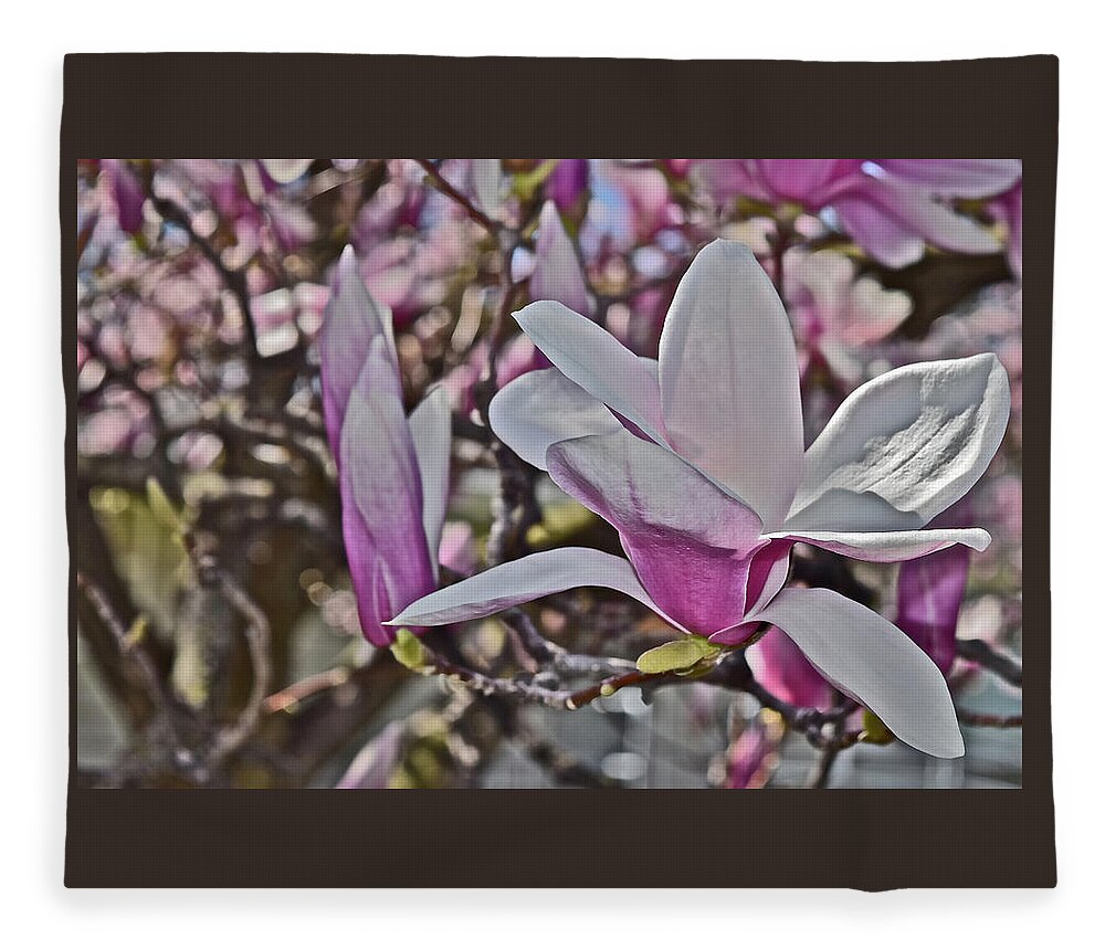 Magnolia Fleece Blanket featuring the photograph 2022 Vernon Magnolia Neighbor 3 by Janis Senungetuk