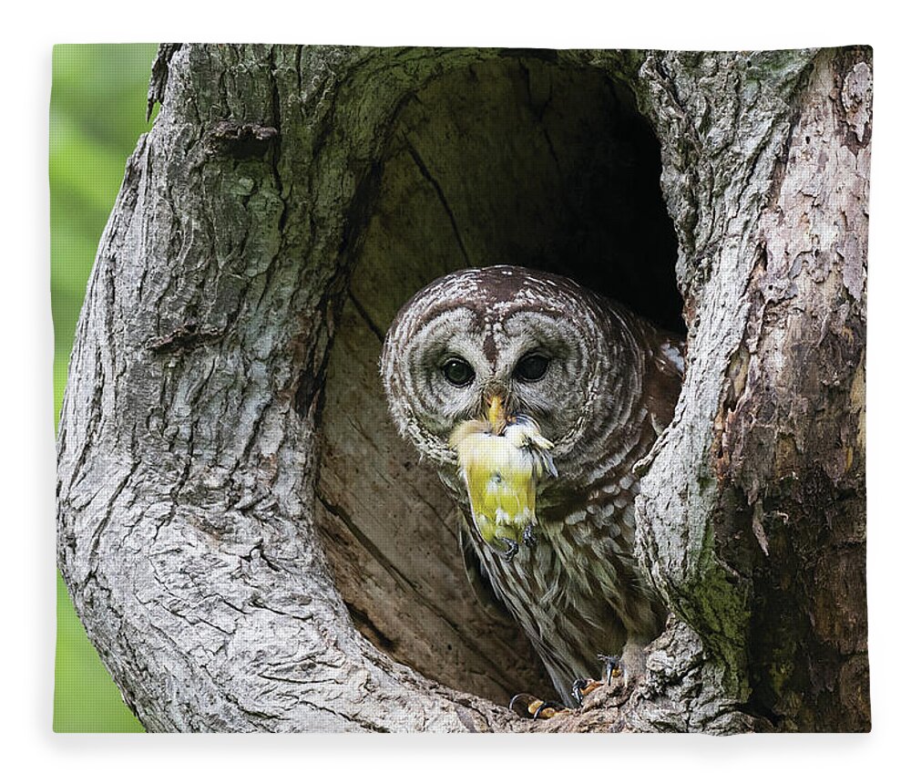 Baby Barred Owls Fleece Blanket featuring the photograph Shades of Emotions - Nature Always Wins by Puttaswamy Ravishankar