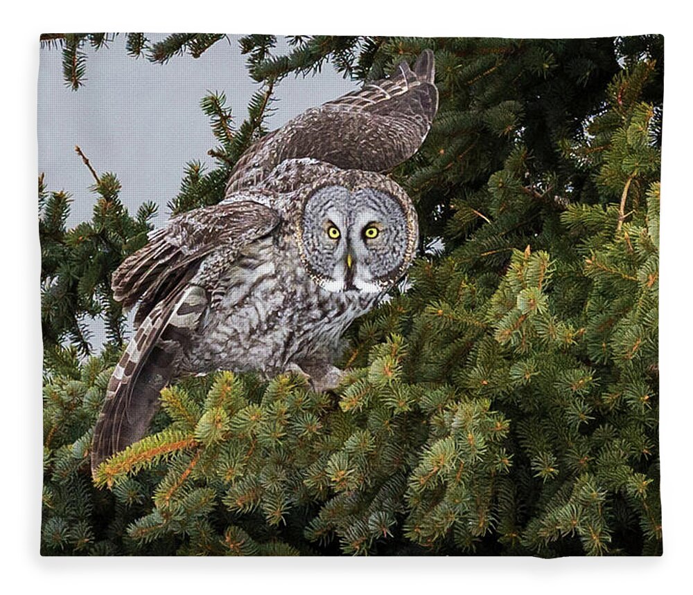 Sax Zim Bog Fleece Blanket featuring the photograph Great Gray Owl #3 by Paul Schultz