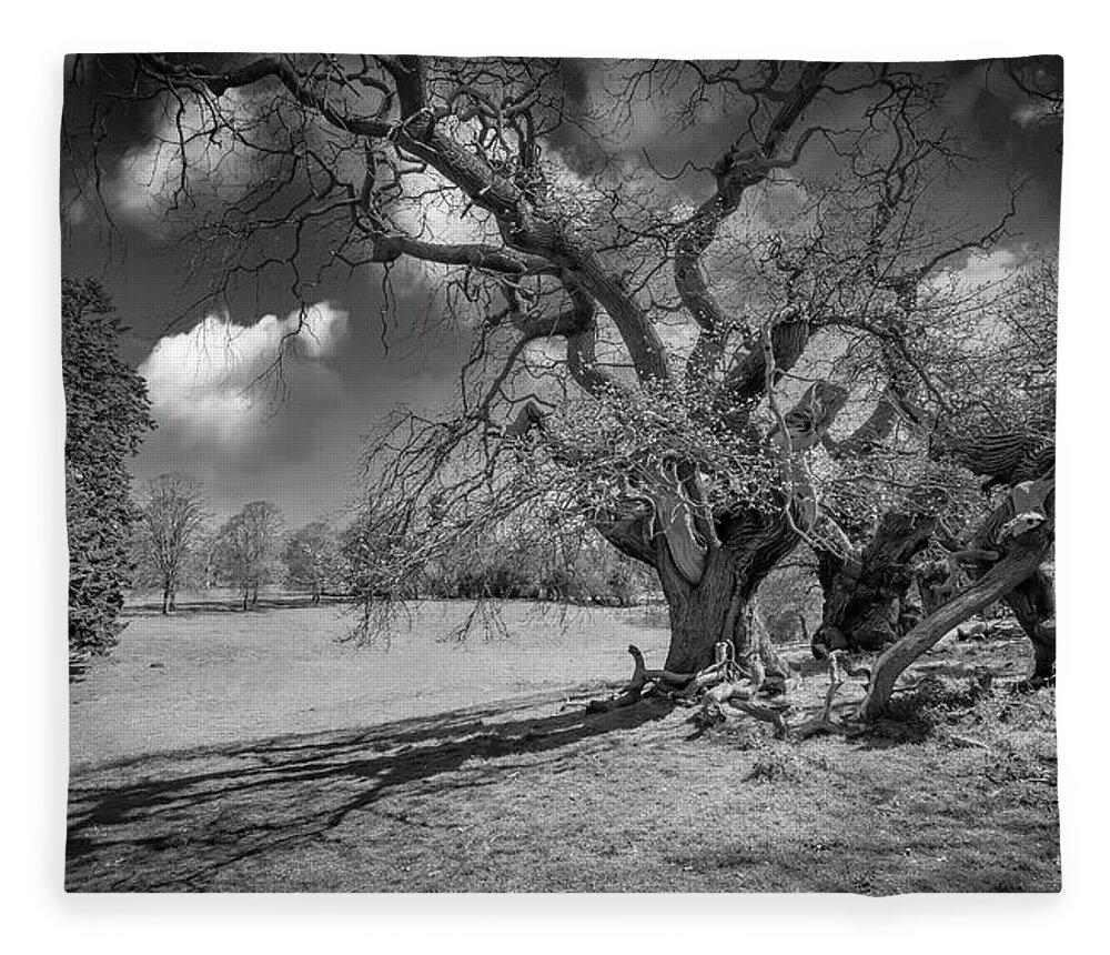 Trees Fleece Blanket featuring the photograph In the morning #3 by Remigiusz MARCZAK