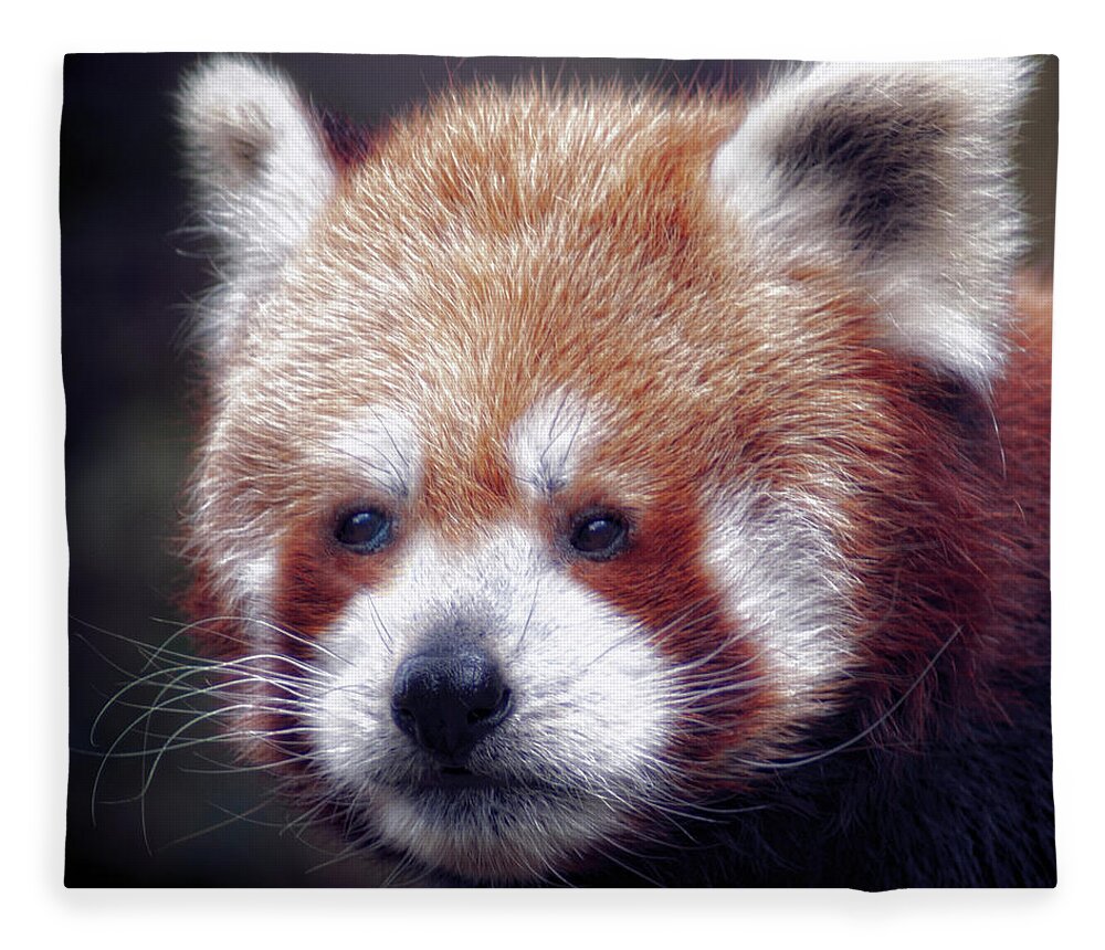 Red Fleece Blanket featuring the photograph Red Panda #3 by Chris Boulton