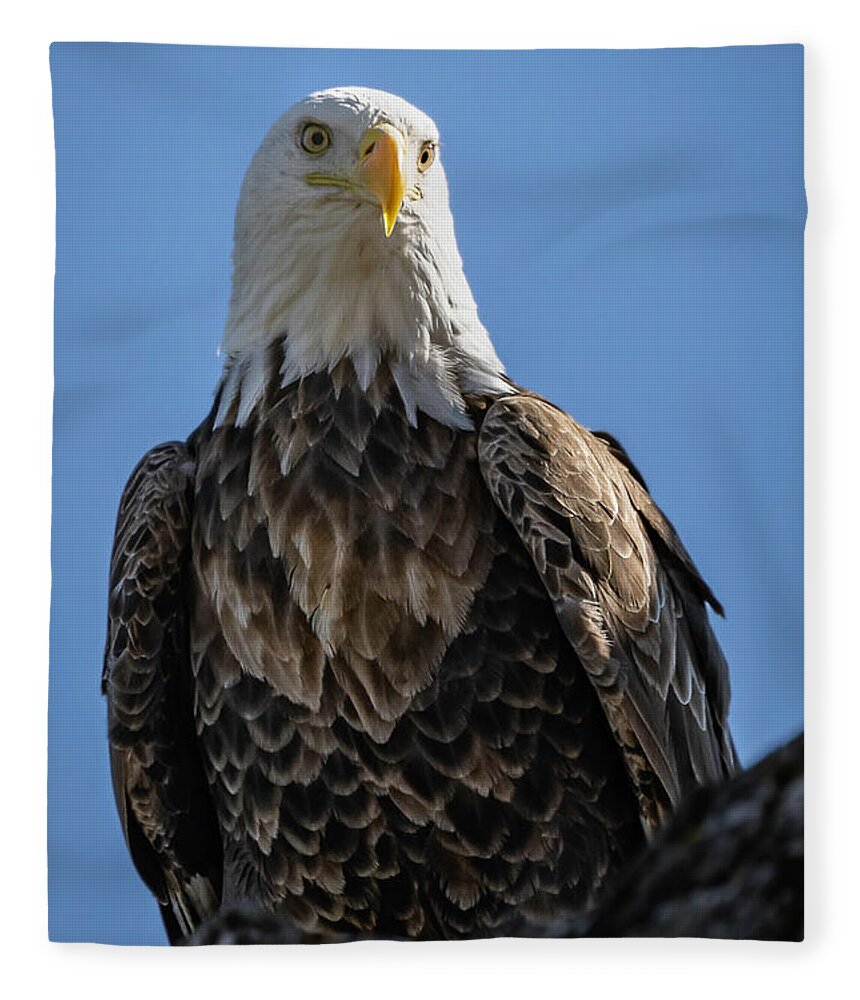 Eagle Fleece Blanket featuring the photograph Well Hello #3 by Laura Hedien