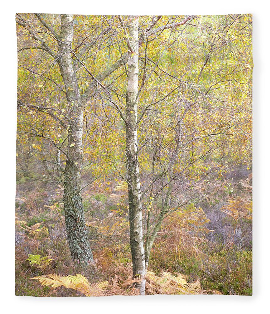 Autumn Fleece Blanket featuring the photograph Autumn with bilberries, bracken and silver birch trees #4 by Anita Nicholson
