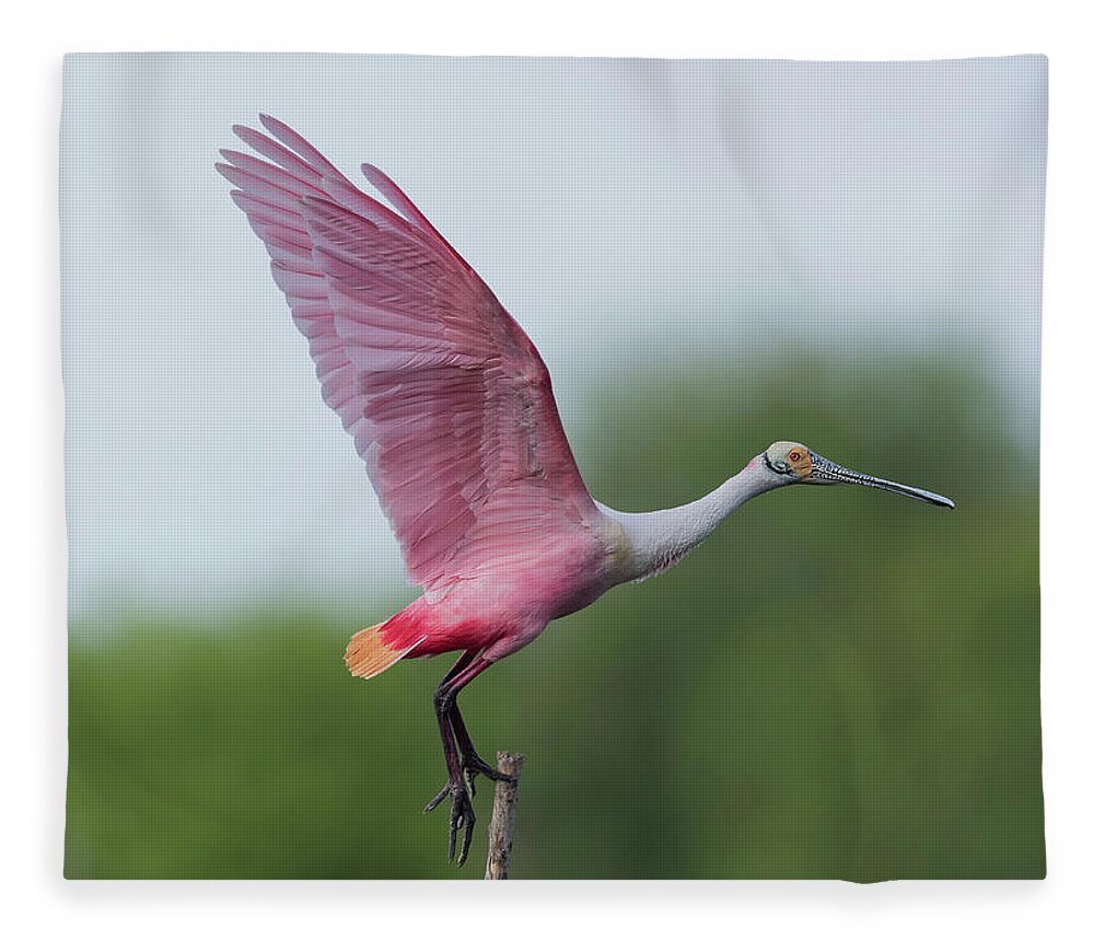 Roseate Spoonbill Fleece Blanket featuring the photograph It is all about PINK by Puttaswamy Ravishankar
