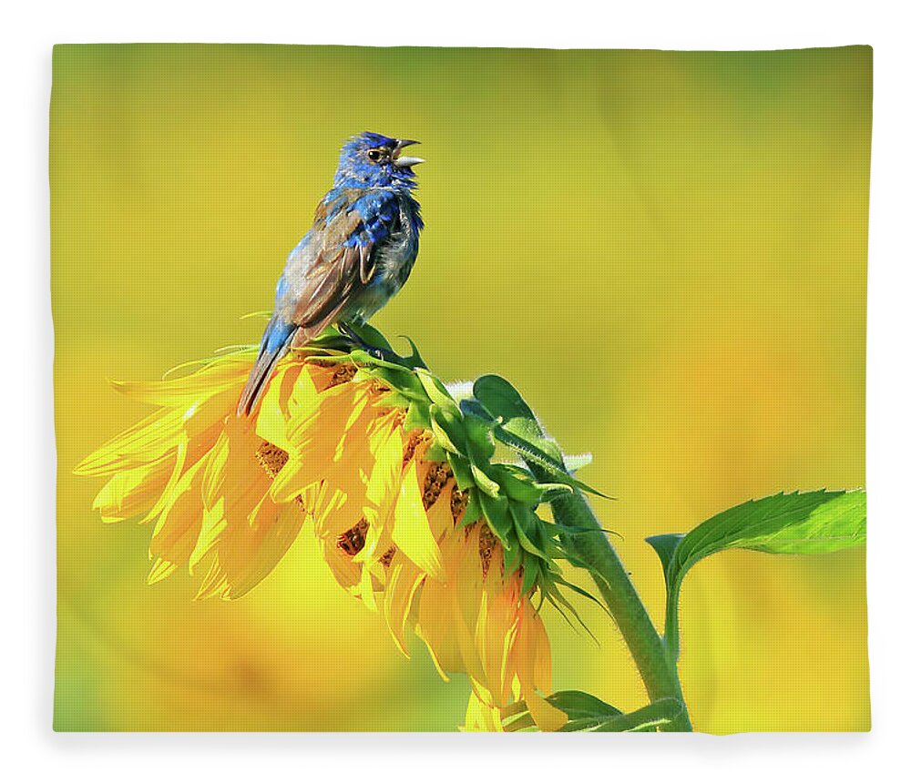 Indigo Bunting Fleece Blanket featuring the photograph An Indigo Bunting Perched on a Sunflower #5 by Shixing Wen