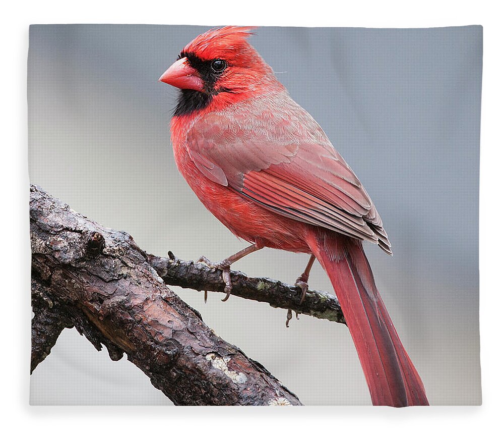 Male Cardinal Fleece Blanket featuring the photograph Male Cardinal #8 by Diane Giurco