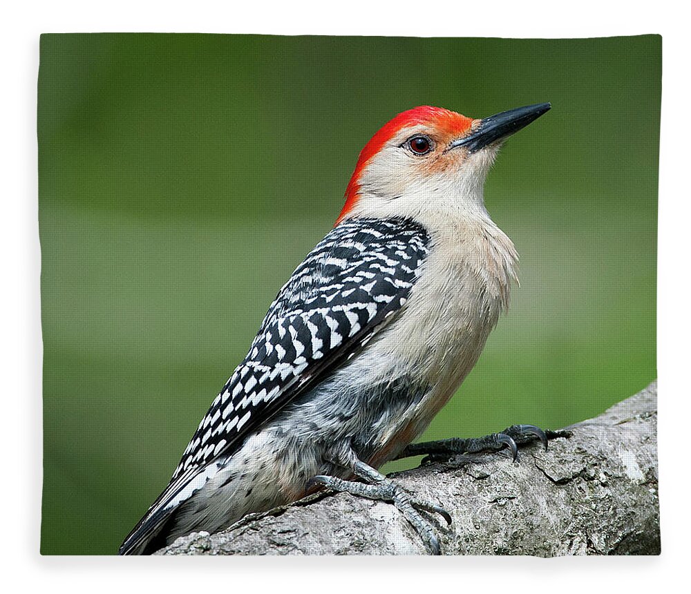 Male Red-bellied Woodpecker Fleece Blanket featuring the photograph Male Red-bellied Woodpecker #8 by Diane Giurco
