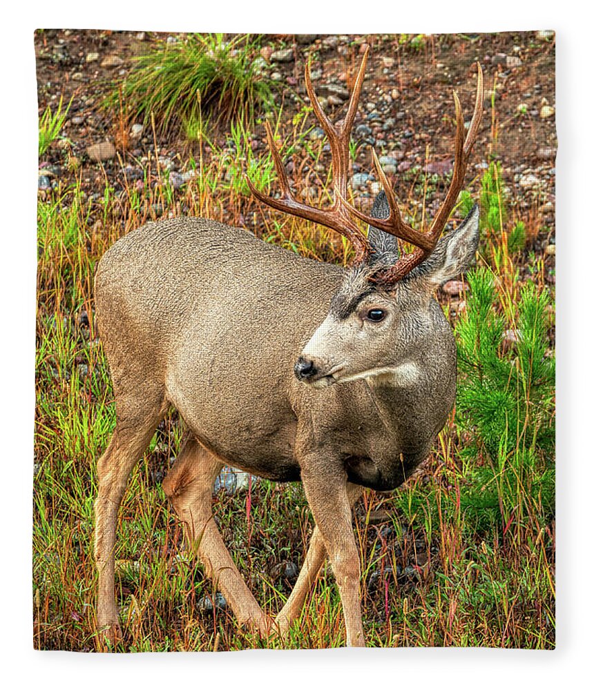 Deer Fleece Blanket featuring the photograph 8 Point Buck by Kenneth Everett