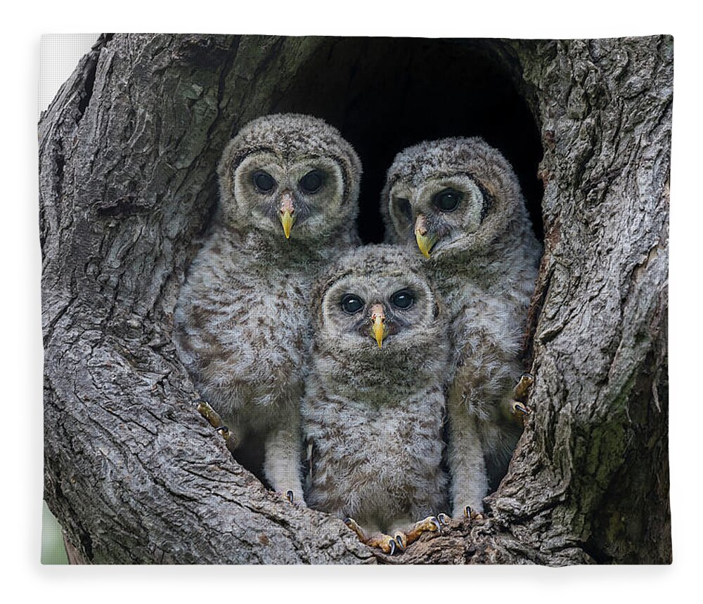 Baby Barred Owls Fleece Blanket featuring the photograph Adorable Siblings by Puttaswamy Ravishankar
