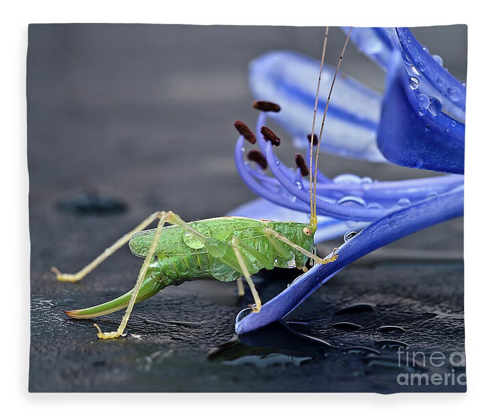 Beauty Beast Cricket Agapanthus Flower Insect Green Drinking Feeding Blue Action Macro Close Up Delightful Nature Beautiful Fantastic Magical Poetic Colorful Vivid Bright Humor Funny Fun Bizarre Thirsty Water Drops Climbing Climber Dew Fleece Blanket featuring the photograph A BEAUTY AND A BEAST- the climber by Tatiana Bogracheva
