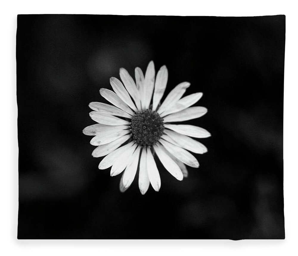Bellis Perennis Fleece Blanket featuring the photograph Black and white bloom of bellis perennis by Vaclav Sonnek