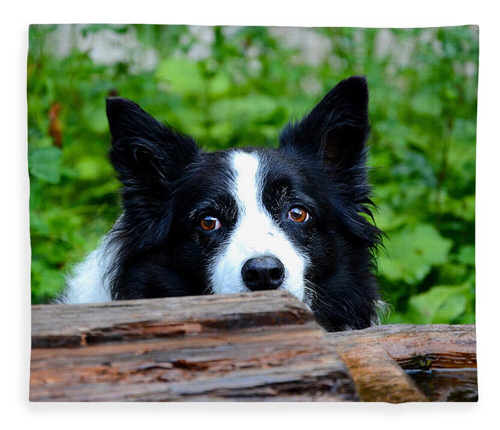 Dog Fleece Blanket featuring the photograph A border collie is waiting for a task. by Bernhard Schaffer