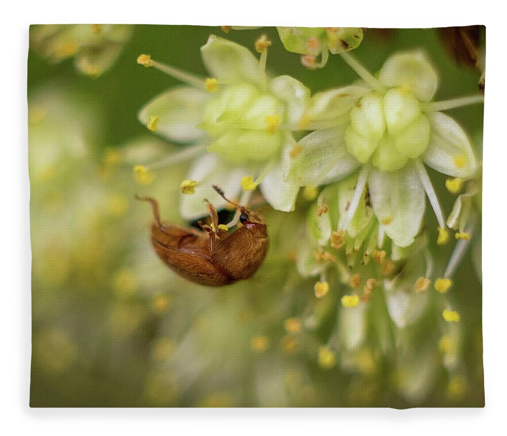 Nature Fleece Blanket featuring the photograph A brown bug was feasting on flower nectar on a warm summer evening by Maria Dimitrova